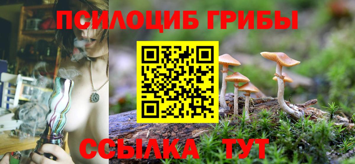 Псилоцибиновые грибы Cubensis Тверь